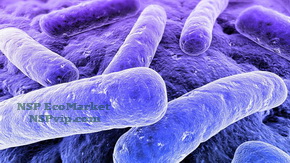 бифидофилус пробиотик - бактерии для микро-флоры ЖКТ